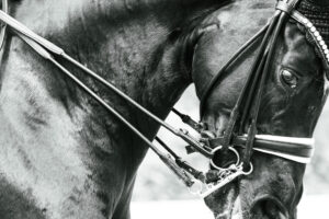 Eventfotograf Niederösterreich